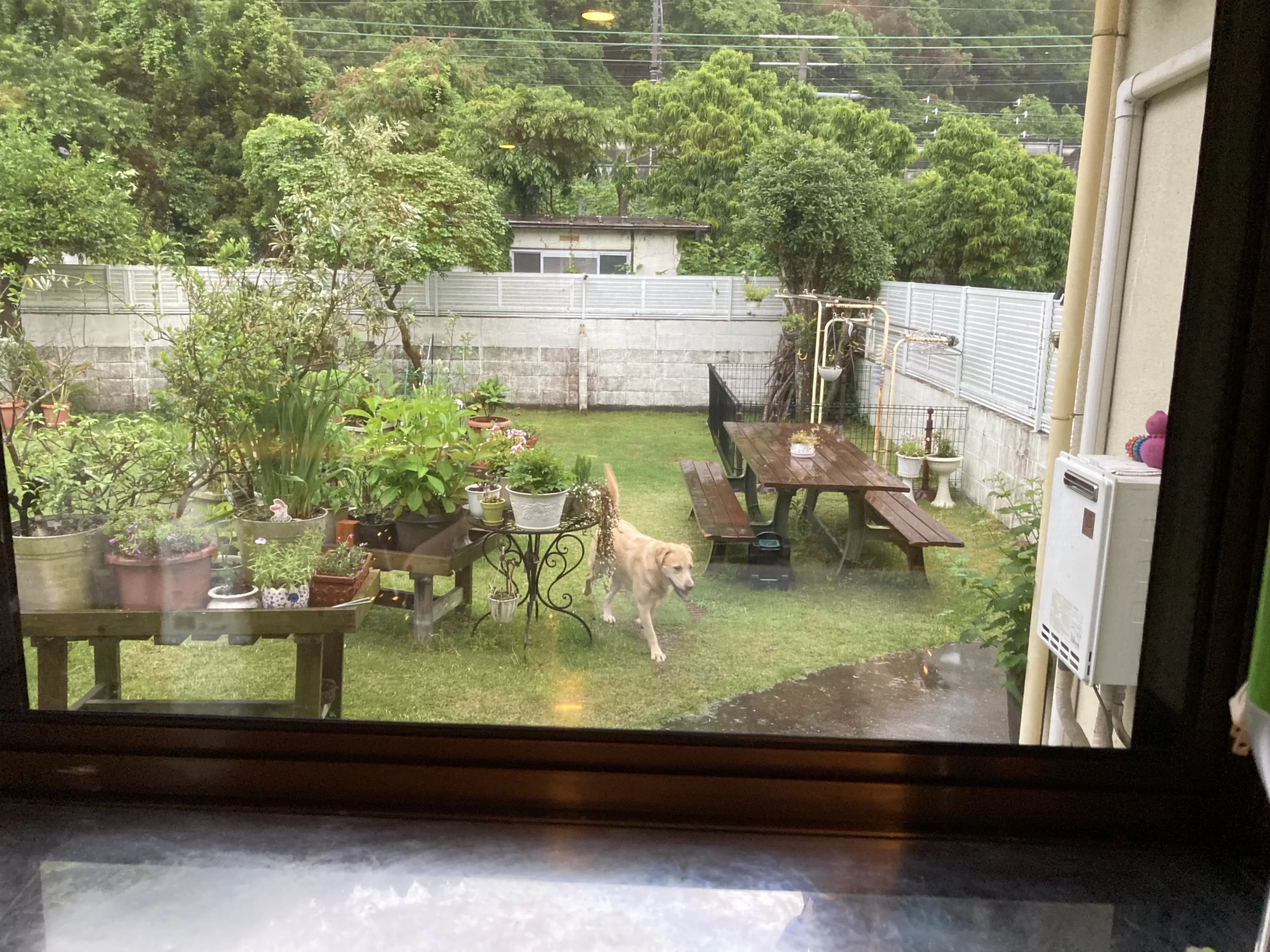 愛犬の姿を見ながらエコな断熱窓に大変身！